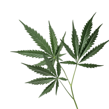 Fresh cannabis hemp leaves displayed on a clean transparent background in a layout, Cannabis hemp leaves transparent background png