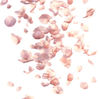 Delicate pastel petals swirling gracefully against a bright transparent background, Blurry Petals Flying on transparent background png