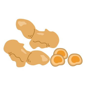 Turmeric Tamarind herb illustration kunyit vector
