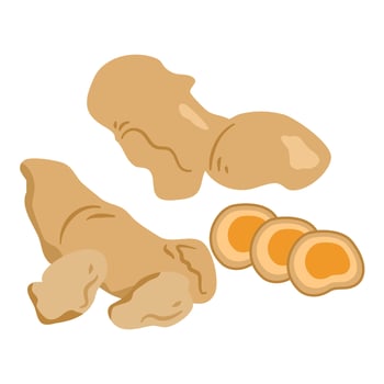 Tamarind Turmeric root Herbs illustration vector