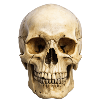 A human skull intensely detailed pale bone structure teeth jaw bone anatomy png