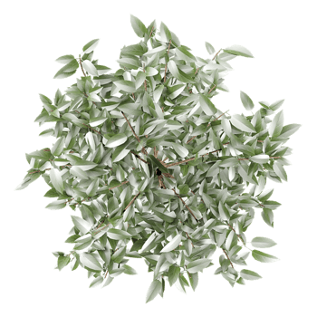 3D rendering of Olive indoor plant in planter isolated on transparent canvas from top view png