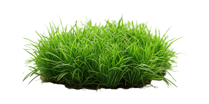 Dense green grass cluster isolated on transparent background png