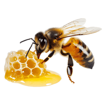 A bee harvesting honey from a honeycomb on a transparent background, bee and its honey, isolated, transparent background png