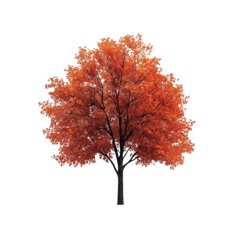 A vibrant maple tree stands alone against a pure transparent background showcasing its stunning autumn colors, Maple tree isolated, transparent background png