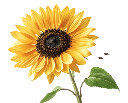 Vibrant Sunflower Art Glitch Effect, Summer Bloom, Natures Beauty png