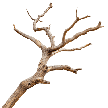 Dry, twisted wood branch isolated on a transparent background showcasing its intricate texture and natural form, Dry wood branch isolated on transparent background. Treewood branch transparent background png