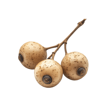 Long Gong fruit Lansium parasiticum displayed on a transparent background showcasing its unique texture and features, Long Gong fruit Lansium parasiticum on transparent background png