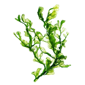 Delicate green algae isolated on a transparent background showcasing intricate textures and shapes, Algae isolated on transparent background. Algae transparent background png