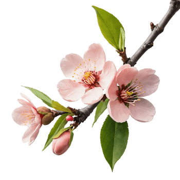 Peach blossom designs to celebrate the Lunar New Year png