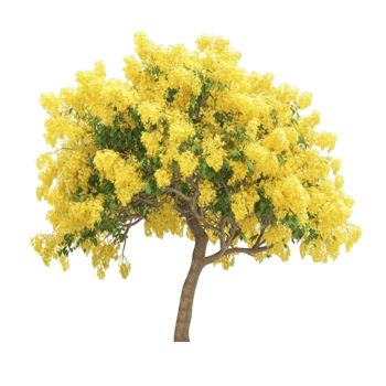 Tree with Bright Yellow Blossoms png