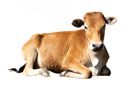 Qurbani Cow For Eid ul Adha on transparent Background. Cow on transparent Background png