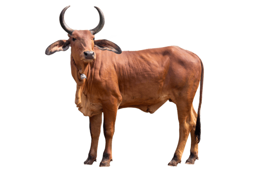 Qurbani Cow For Eid ul Adha on transparent Background. Red Cow on transparent Background png