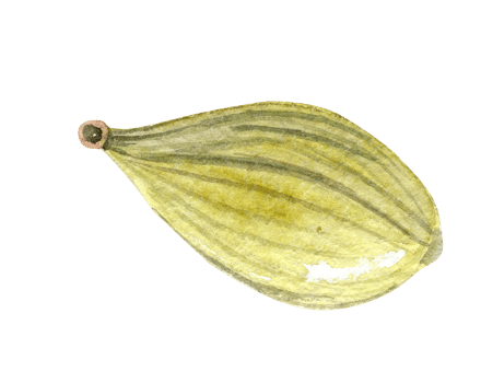 watercolor spice cardamom green seed isolated png