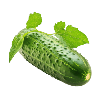 Fresh cucumber with vibrant green leaf isolated on a clean transparent background in lighting for food photography purposes, Cucumber with leaf isolated on transparent background png