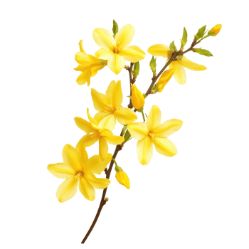 Bright forsythia flowers on a clean transparent background showcasing springs vibrant beauty and renewal, forsythia flowers isolated on transparent background png