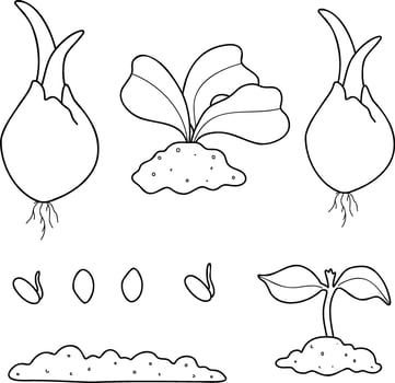 Seeds, seedlings, seedlings, soil, bulbs. Growing plants. Line drawing, graphics vector