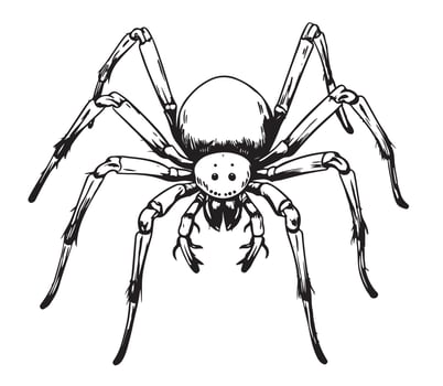 Giant House Spider hand drawing vector