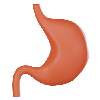 3D render, Stomach for Medical and Educational Use, Icon Illustration png