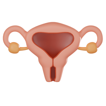 3D render, Uterus for Gynecology and Medical Visualization, Icon Illustration png