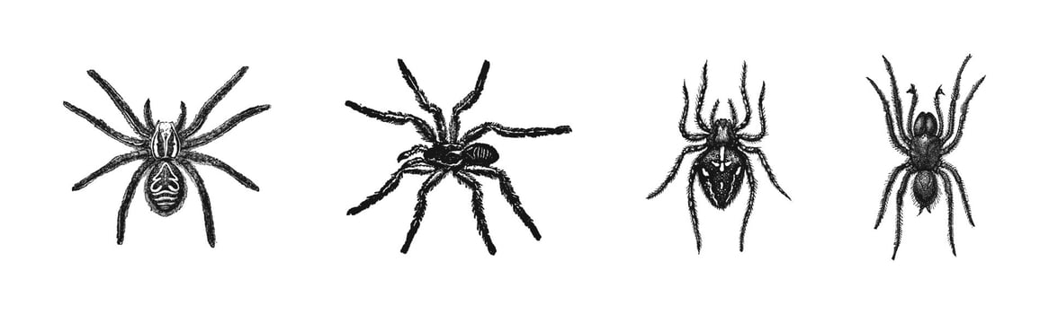 Hand-Drawn Spider Illustrations Collection Set vector