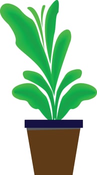 Indoor plant on white background . vector