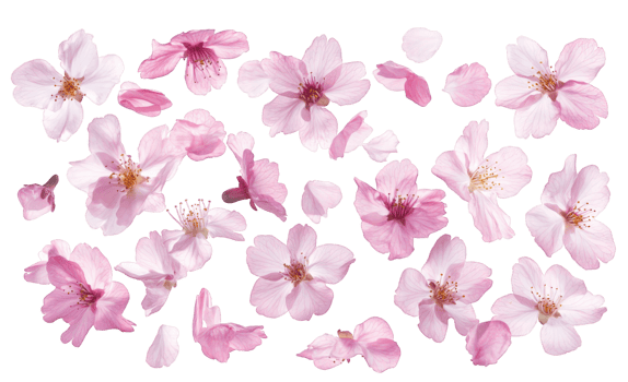 Pink cherry blossoms serene petals gently falling against a transparent and creating a background, and beautiful spring scene png