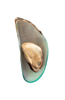 Single delicious cooked or steamed green mussels isolated with clipping path in file format png