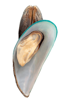 Two delicious cooked or steamed green mussels in stack isolated with clipping path in file format png