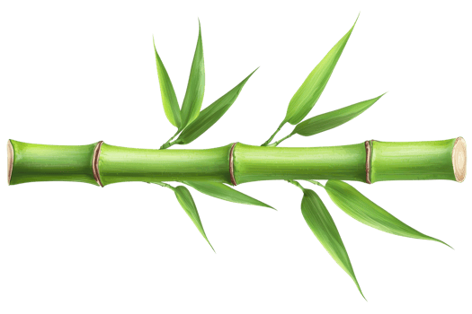 A green bamboo stalk with lush leaves extending from it. png