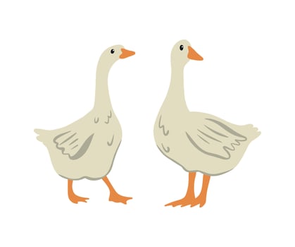 Geese in Livestock Farming and Breeding vector