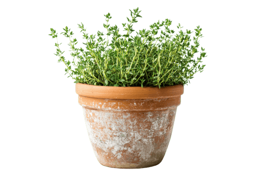 A thriving thyme plant in a rustic terracotta pot, showcasing vibrant green leaves and a natural earthy texture. png
