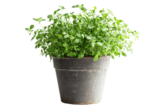 A lush, green plant in a rustic pot, showcasing vibrant leaves and healthy growth. png