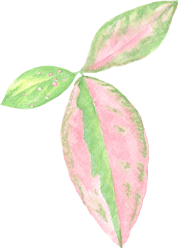 Three Leaves in Pink that was drawn and painted by hand in watercolor fine art style png
