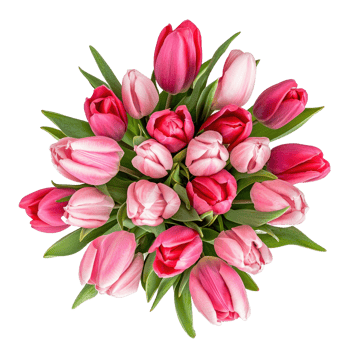 a bouquet of pink and red tulips isolate on transparent background png