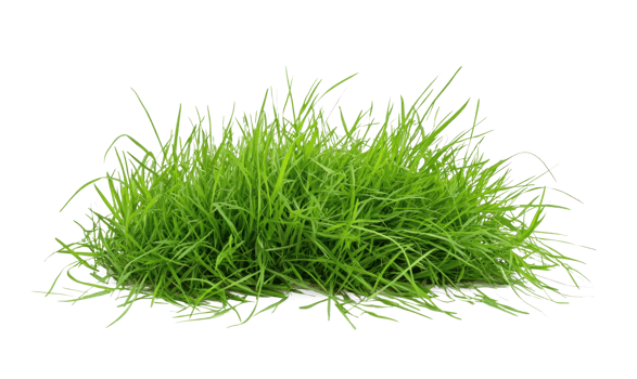 green grass on a transparent background png