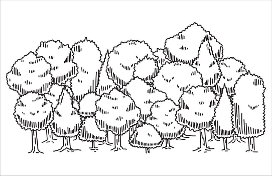 Tree drawing set. Doodle contour oak. Nature plant with leaf. Line forest element. Outdoor environment landscape. vector