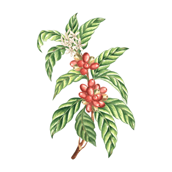 Coffee tree branch with leaves, berries and flowers. Composition of watercolor hand drawn illustration isolated. Arabica and Robusta sort. Ingredients for aromatic drink Clipart for packaging, card. png