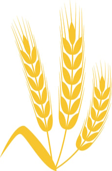 Three stylized wheat ears, presented in an elegant design, capturing the essence of agriculture and celebrating the abundant beauty of nature's harvest and growth vector