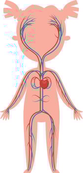 Educational illustration of the circulatory system showing arteries and veins carrying blood from the heart throughout a child's body, useful for teaching basic anatomy and physiology vector