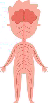 Medical illustration showing human nervous system with brain and nerves extending throughout body, providing educational resource for biology and anatomy vector