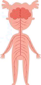 Simplified illustration depicting the nervous system connecting the brain to the rest of the body in a female child, serving as educational material for biology lessons and understanding anatomy vector