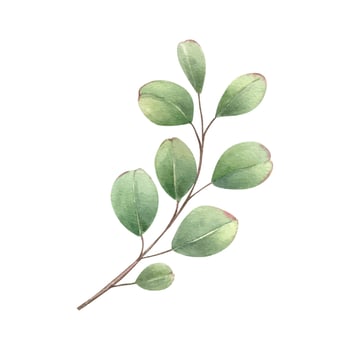 Watercolor eucalyptus branch botanical clipart illustration. Brown red stem with green leaves. Floral greenery element for pattern design, invitation, card, poster, stationery vector