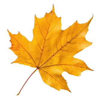 Isolated beautiful yellow maple leaf on a transparent background, showcasing autumn s vibrant colors and natural design, Beautiful maple leave isolated transparent background png