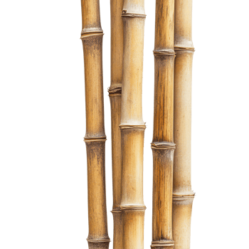 Isolated bamboo stalks on a transparent background highlight their natural texture and color variations, bamboo wood stalks, sections, isolated on transparent background png