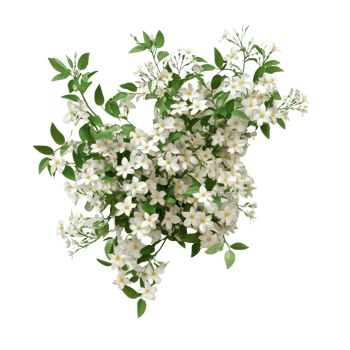 Lush jasmine flower bush with blooms against a plain background, a bush of jasmine flowers, file of isolated object with shadow on transparent background png
