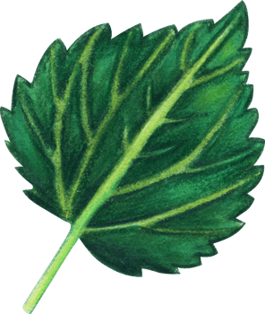 Watercolor hand drawn hops green leaf png