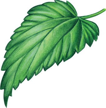 Watercolor hand drawn hops leaf png