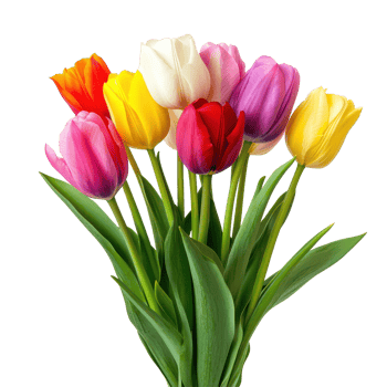 Colorful tulips in a lovely bouquet on a transparent background for spring decoration or floral gift ideas, Beautiful tulips isolated transparent background png