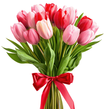 Pink and red Bouquet Tulips with red ribbon and bow isolate on transparent background png